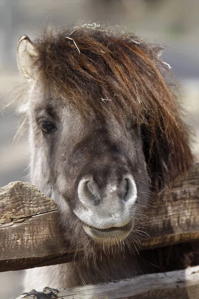 Shetland Pony Looks Fence — Stock Photo, Image