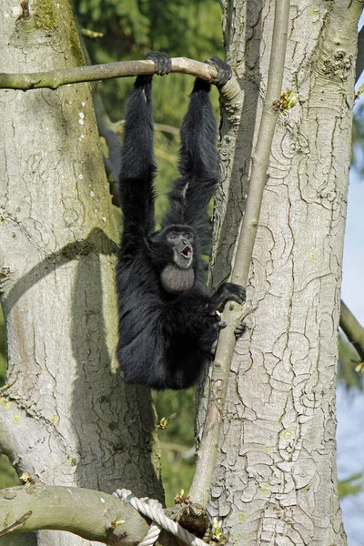 Primates Mono Animales Vida Silvestre — Foto de Stock