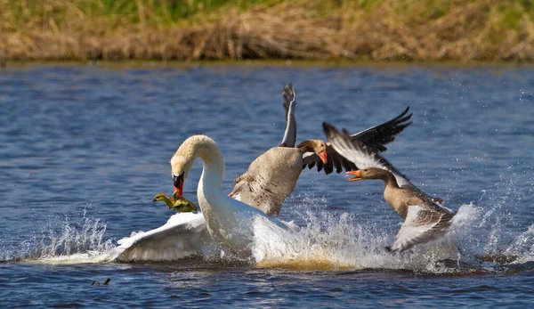 Cisne Emboscadas Greylag Família Mata Pintos — Fotografia de Stock