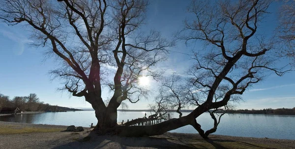 Зимний Пейзаж Деревьями Озером — стоковое фото