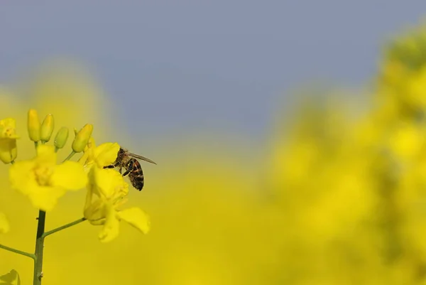 Agricultura Campo Violación Plantas Amarillas —  Fotos de Stock