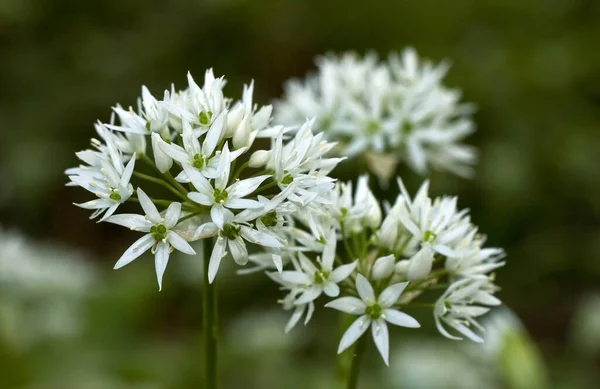 Czosnek Dziki Allium Ursinum — Zdjęcie stockowe