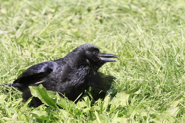 Raven Een Weide — Stockfoto