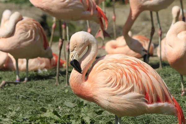 Flamingo Perto — Fotografia de Stock