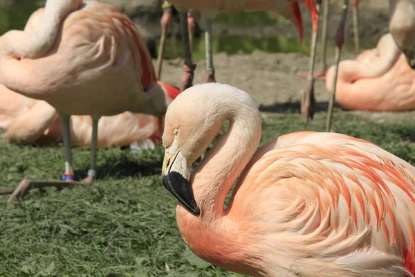 Vista Panorâmica Belo Pássaro Flamingo Natureza — Fotografia de Stock