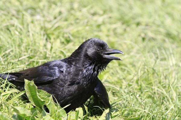在草地上的乌鸦 — 图库照片