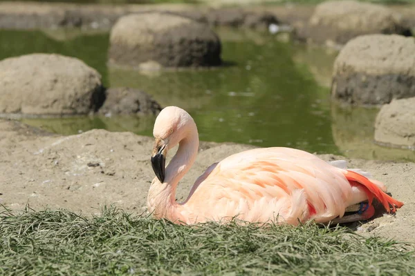 Malerischer Blick Auf Den Schönen Flamingo Vogel Der Natur — Stockfoto