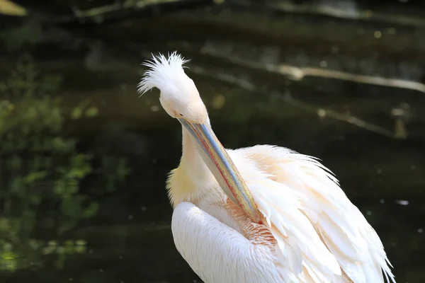 Yakın Planda Pelikan — Stok fotoğraf