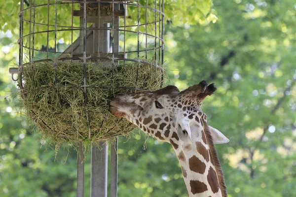 Grande Girafe Brune Animal Flore Faune Dans Nature — Photo