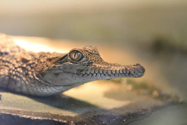 Krokodil Veszélyes Hüllő Állat — Stock Fotó