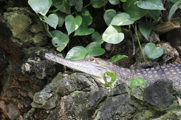 Krokodil Großaufnahme — Stockfoto