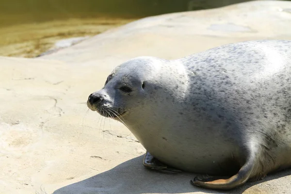 Zeedier Zeezoogdier — Stockfoto