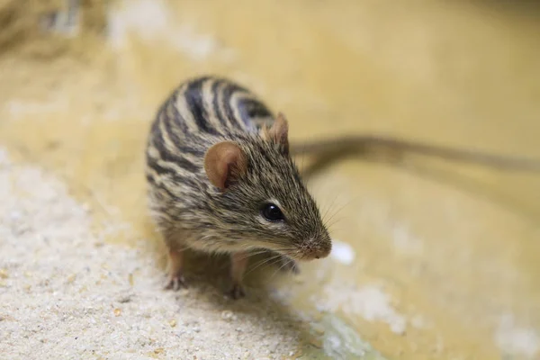 Närbild Insekter Naturen — Stockfoto