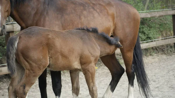 Caballo Paddock — Foto de Stock