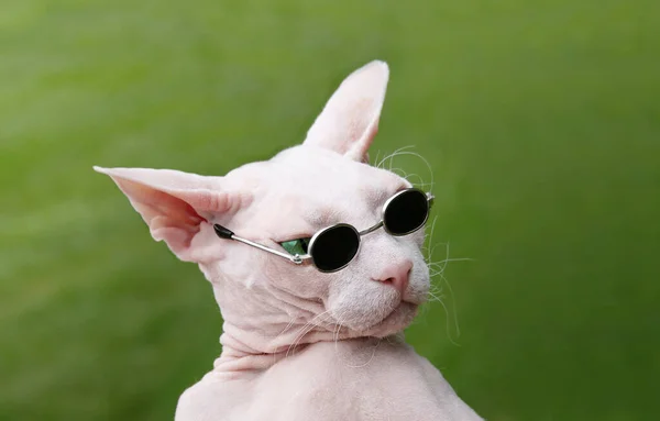 Divertente Sphynx Senza Peli Gatto Giocoso Con Gli Occhiali Sole — Foto Stock