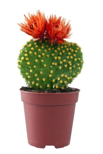 Cactus Met Bloesems Een Bloempot Geïsoleerd Wit — Stockfoto