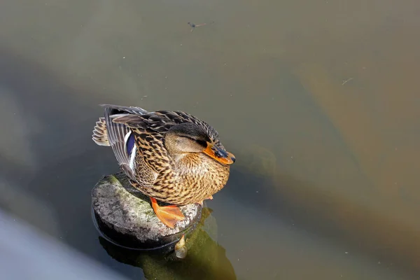 Doğadaki Güzel Kuşun Manzarası — Stok fotoğraf