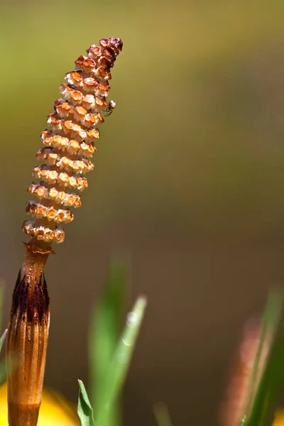 Vacker Botanisk Skott Naturliga Tapeter — Stockfoto