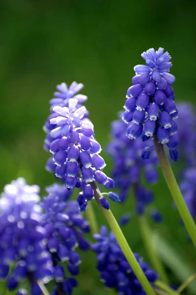 Hyacinth Flowers Flora Botany — Stock Photo, Image
