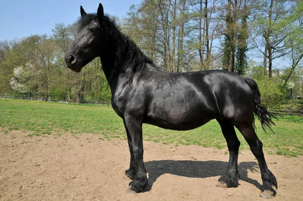 Schattig Paard Wilde Natuur — Stockfoto