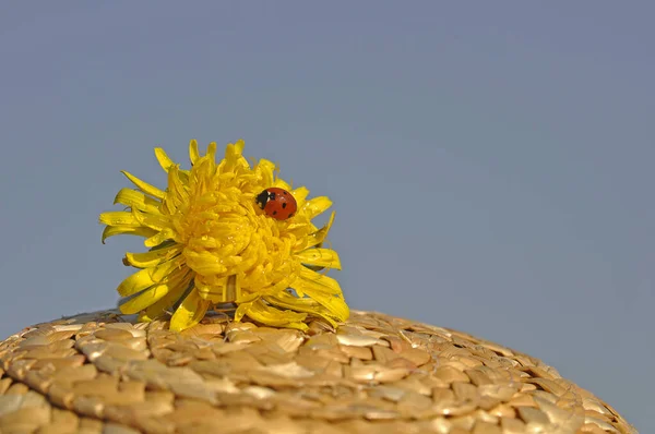 Nahaufnahme Von Kleinen Marienkäfer Insekt — Stockfoto