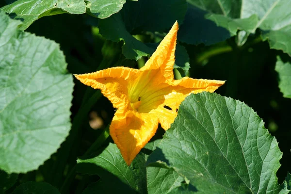 Ένα Κίτρινο Λουλούδι Κολοκυθιού Έναν Κήπο — Φωτογραφία Αρχείου