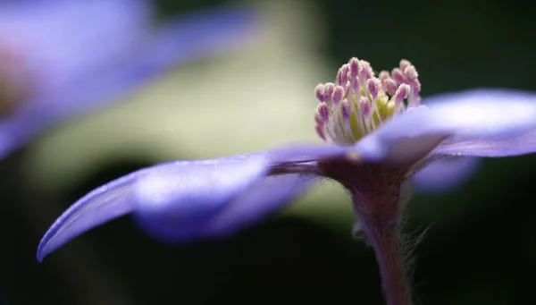 Красивые Цветы Цветочные Концепции Фона — стоковое фото