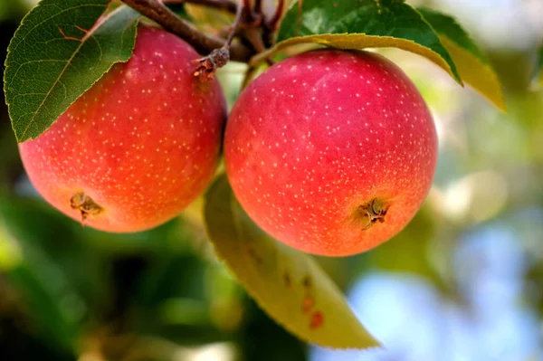 Manzana Roja Verano Casi Lista Para Cosecha Otoño Entrega Mercado — Foto de Stock