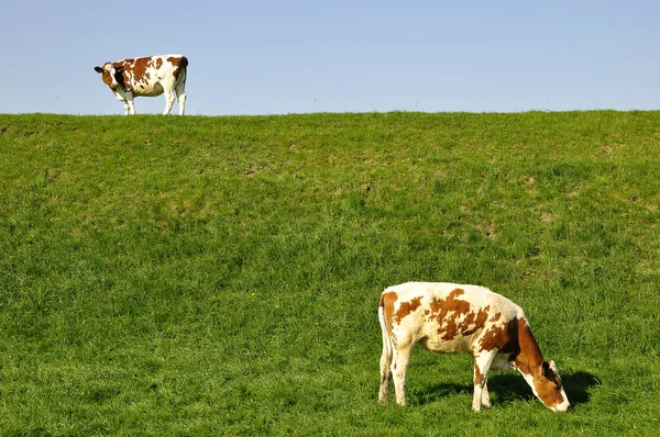 Vista Cênica Vacas Domésticas Bonitos — Fotografia de Stock