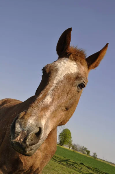 Lindo Caballo Naturaleza Salvaje —  Fotos de Stock