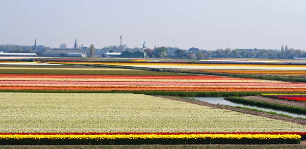Łodzie Żeglarskie Między Kwitnącymi Bulbpolami Pobliżu Keukenhof Lisse Holandia Wiosną — Zdjęcie stockowe