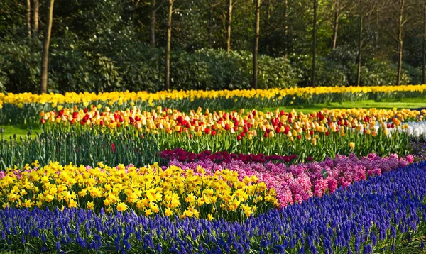 Blommande Tulpaner Blommor Vår Flora — Stockfoto
