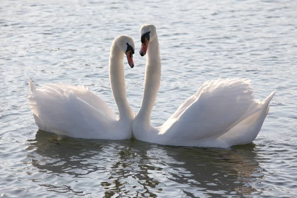 Scenic View Majestic Swans Nature — Stock Photo, Image