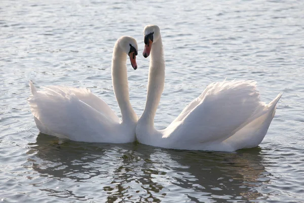 Blick Auf Majestätische Schwäne Der Natur — Stockfoto