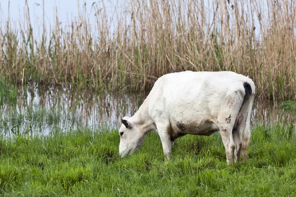 Vacas Pastam Prado Lago — Fotografia de Stock