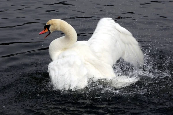 Vacker Utsikt Över Majestätisk Svan Naturen — Stockfoto