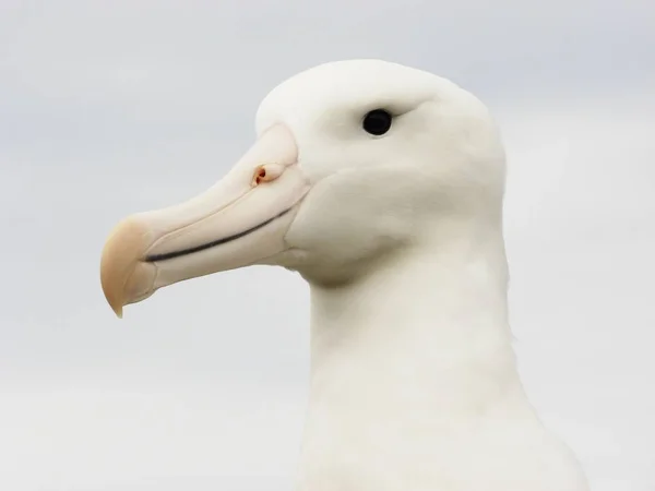 Testa Albatro Reale — Foto Stock