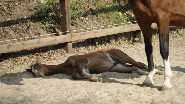 Cavalo Mãe Sombra — Fotografia de Stock