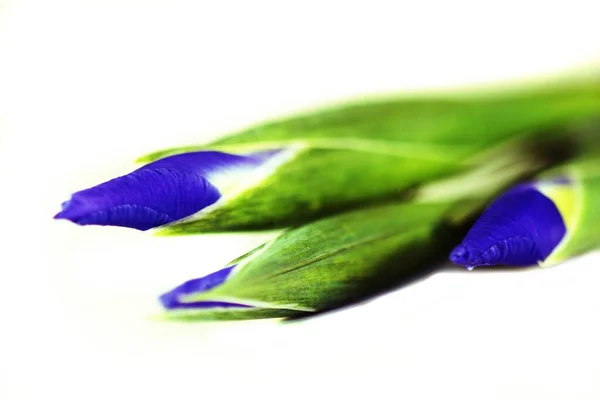 Iris Bleu Vert Isolé Sur Fond Blanc — Photo
