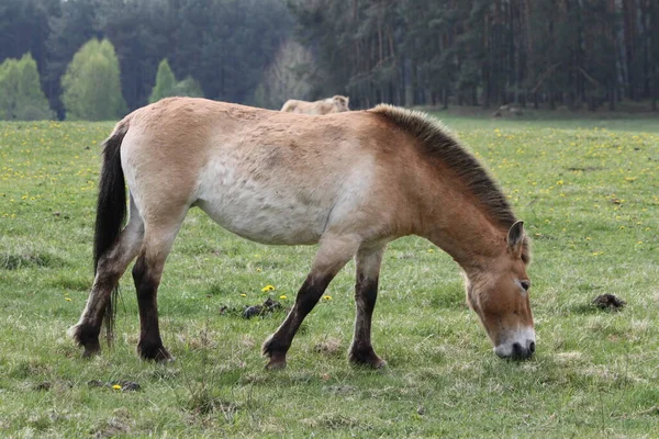 Lantbruksdjur Selektivt Fokus — Stockfoto