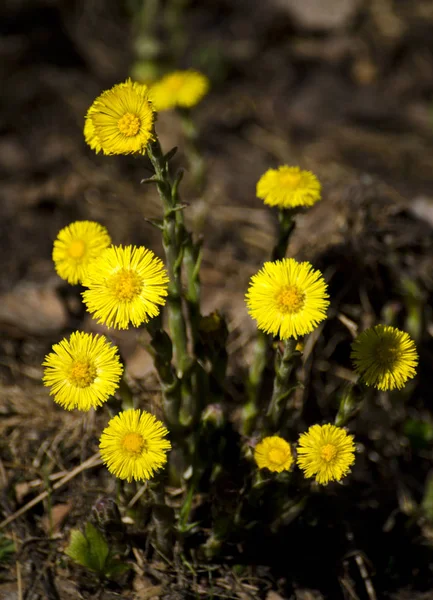Группа Цветков Кольтфутов Весеннем Солнце — стоковое фото