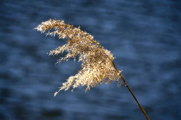 Vass Böja Vinden Sommardag — Stockfoto