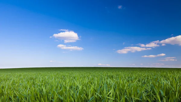 Grönt Fält Och Blå Himmel Brandenburg — Stockfoto