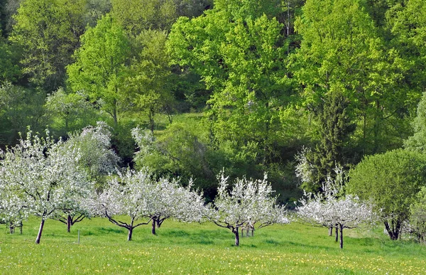 リンゴの花の木花びら — ストック写真