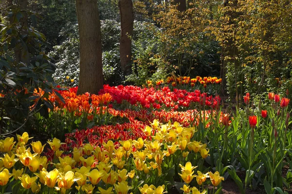 Lots Colorful Tulips Trees Garden Spring — Stock Photo, Image
