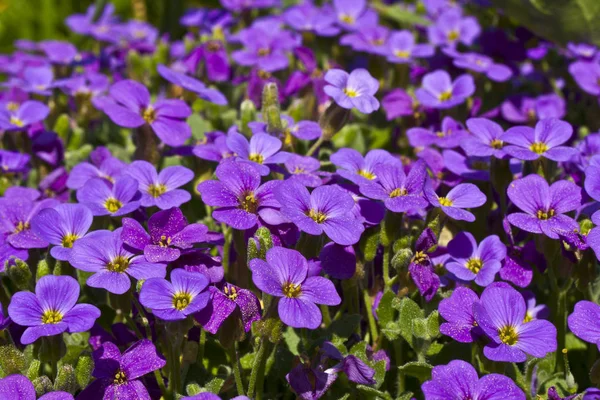 Kilátás Gyönyörű Tavaszi Virágok — Stock Fotó