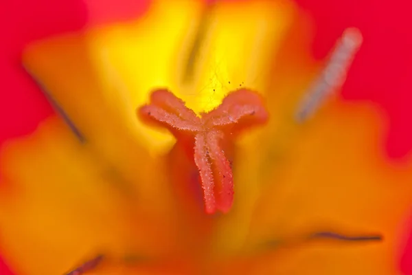 Tulipanes Florecientes Flores Primavera —  Fotos de Stock