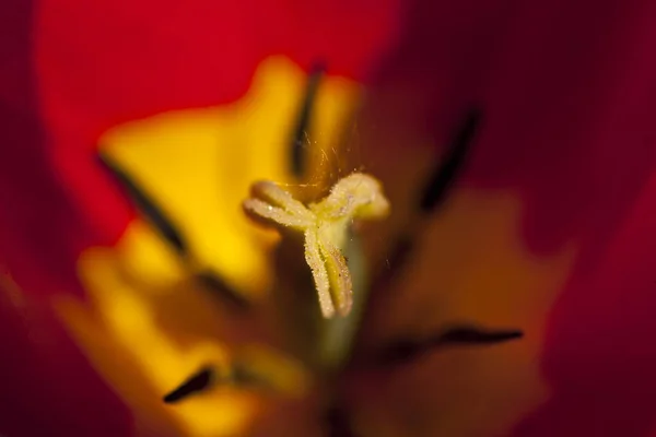 Tulpen Bloemen Bloemblaadjes Lente Flora — Stockfoto