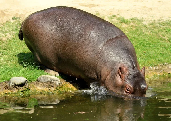 Maul Amenaza Hipopótamo Hipopótamo Mamífero Garganta Dientes Garganta — Foto de Stock