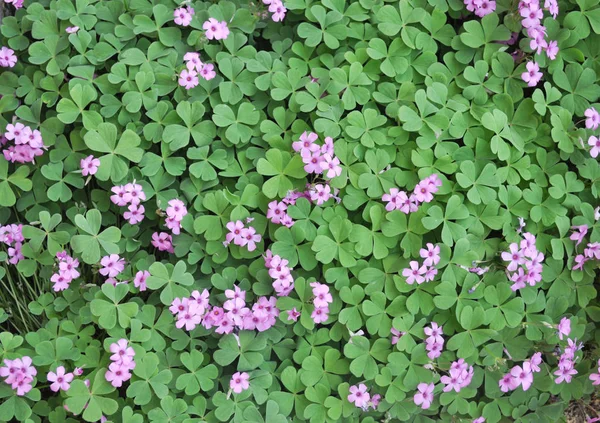 Shamrock Három Leafed Régi Fehérhere Trifolium Üzem — Stock Fotó